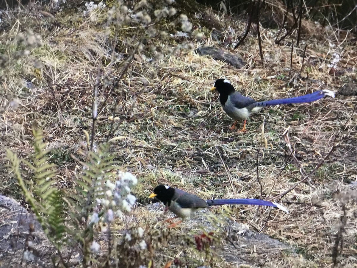 Yellow-billed Blue-Magpie - ML534381281