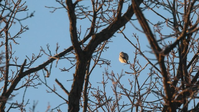 Alcaudón Boreal - ML534381471