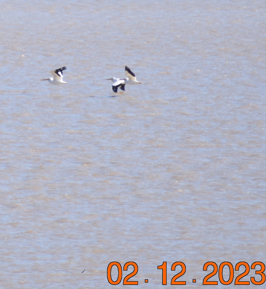 pelikán severoamerický - ML534382131