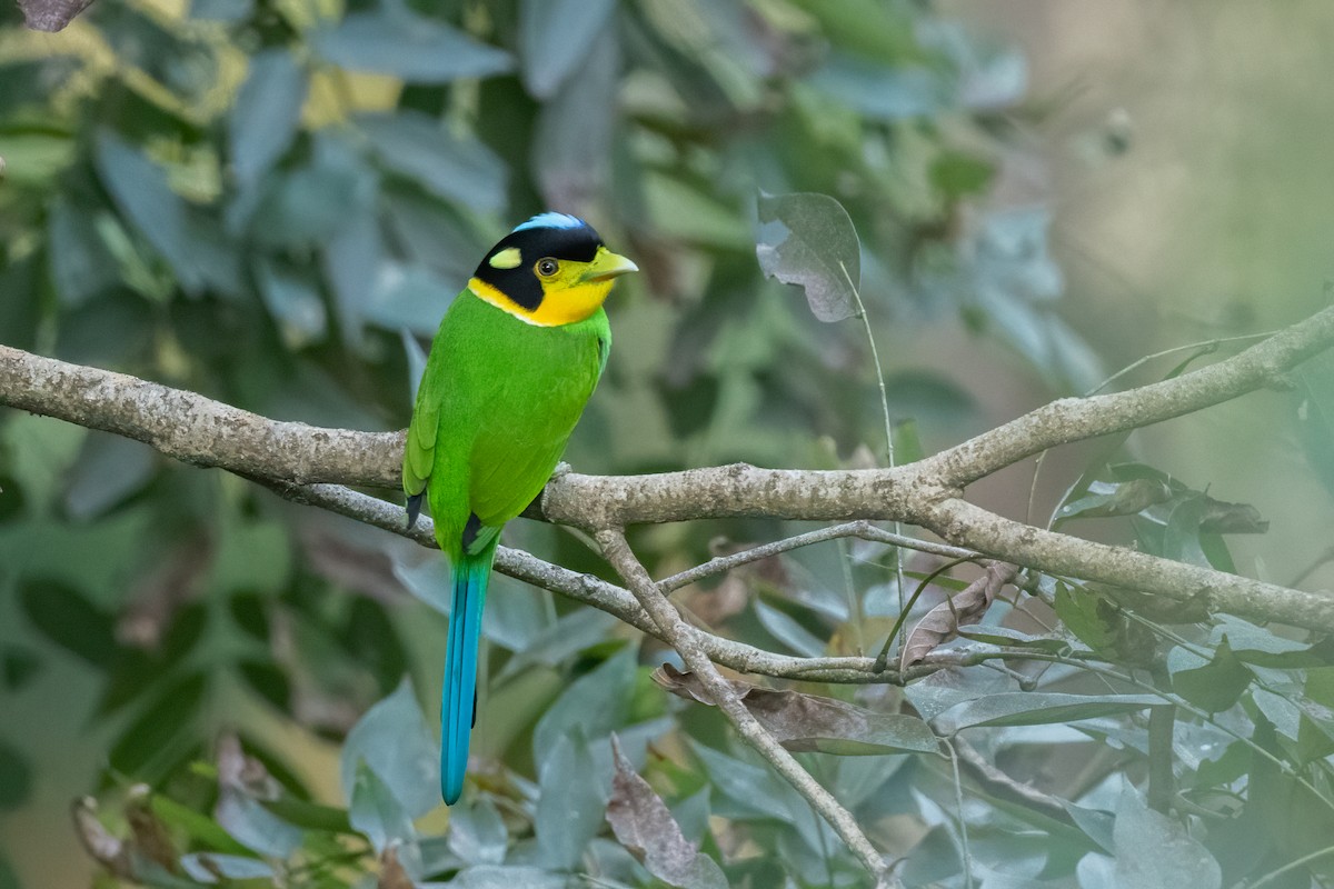 Long-tailed Broadbill - Adit  Jeyan