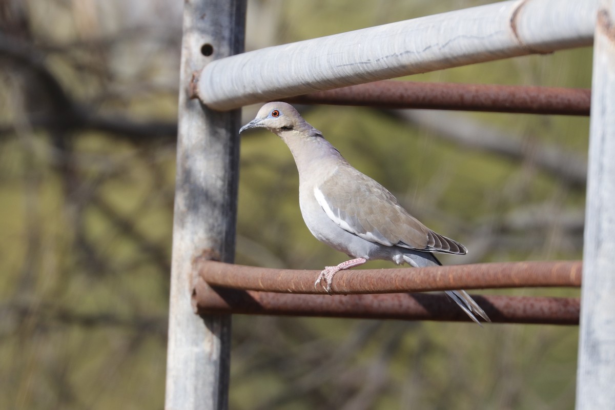 White-winged Dove - ML534383261