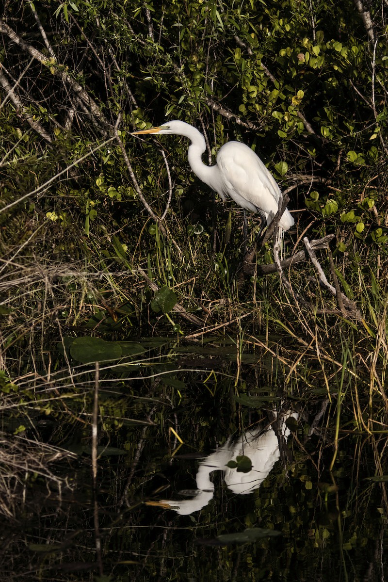 ダイサギ - ML534385451