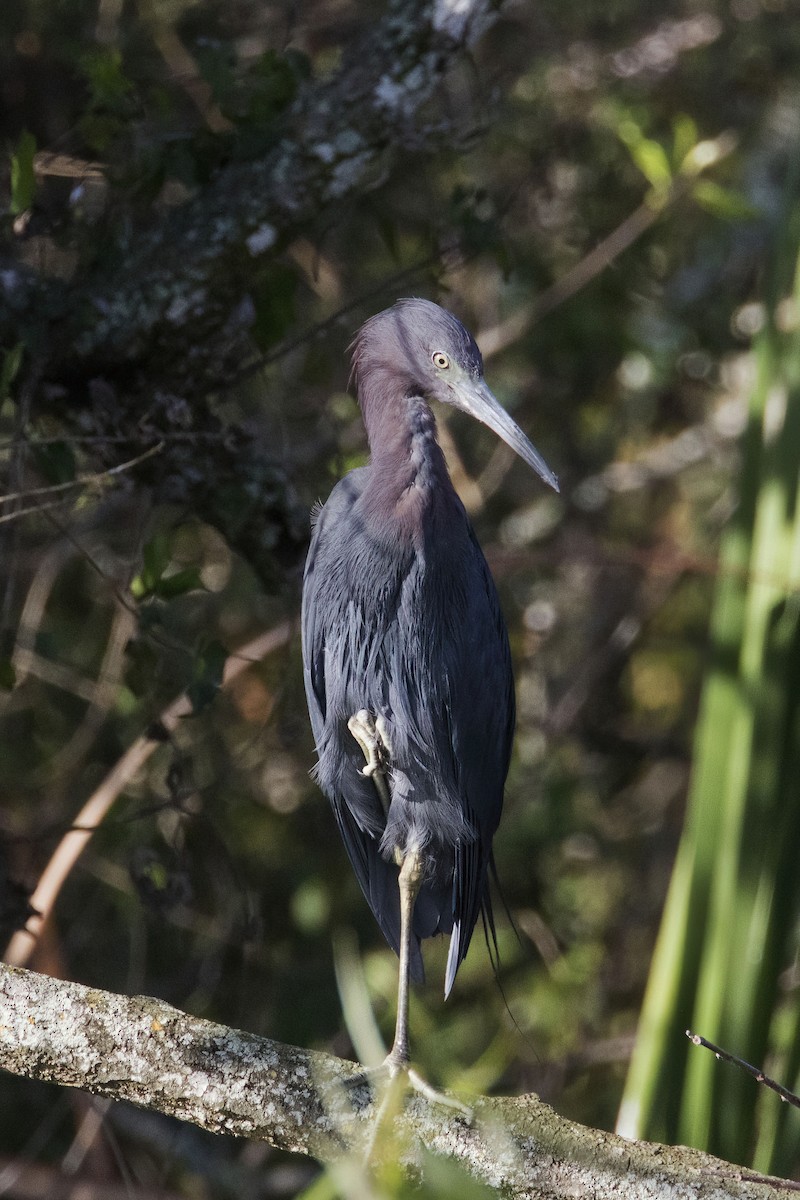 ヒメアカクロサギ - ML534385581