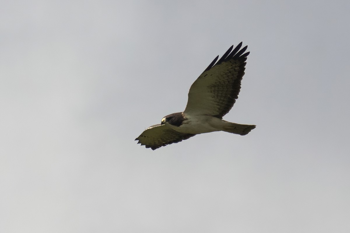 ミジカオノスリ - ML534385791