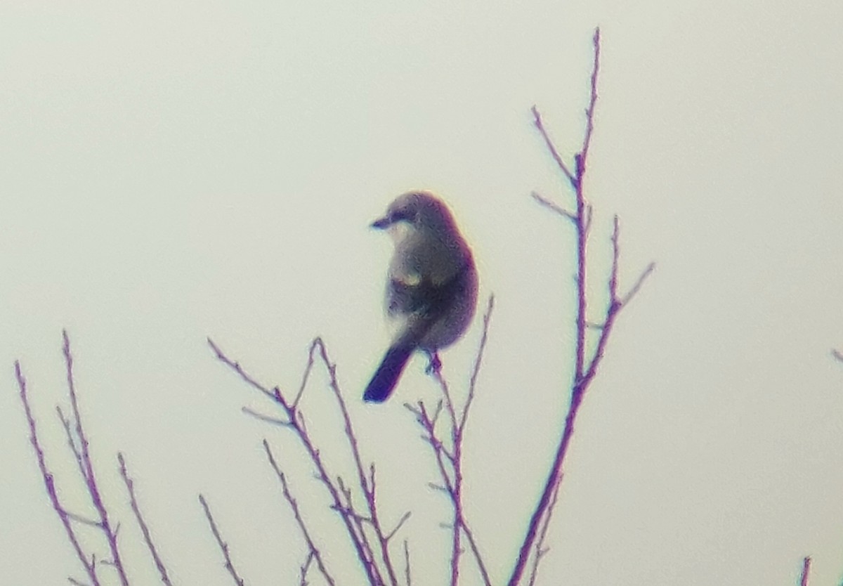 Northern Shrike - ML534388891