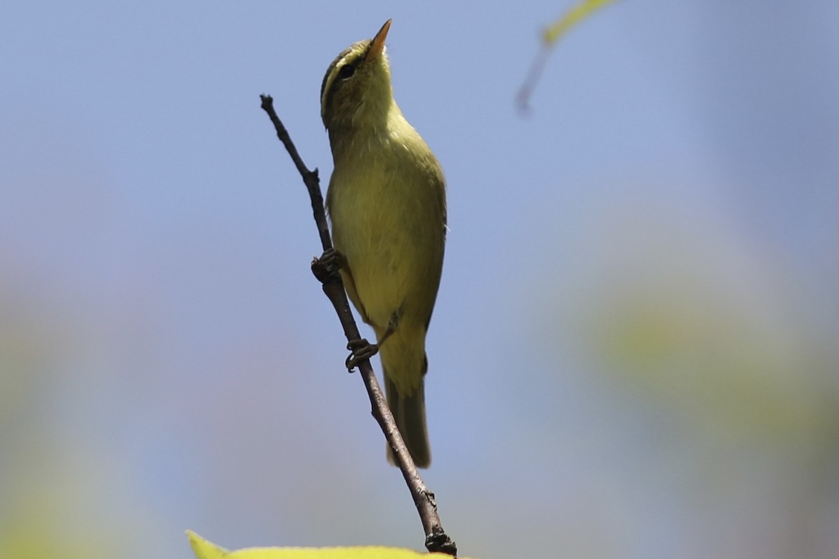 Tickell's Leaf Warbler (Tickell's) - ML534389861