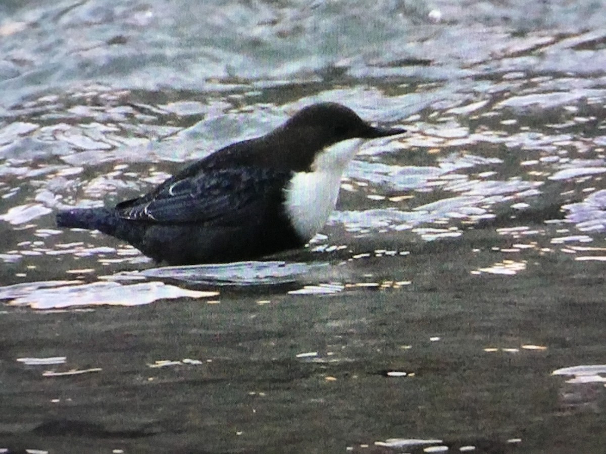 White-throated Dipper - ML534390491