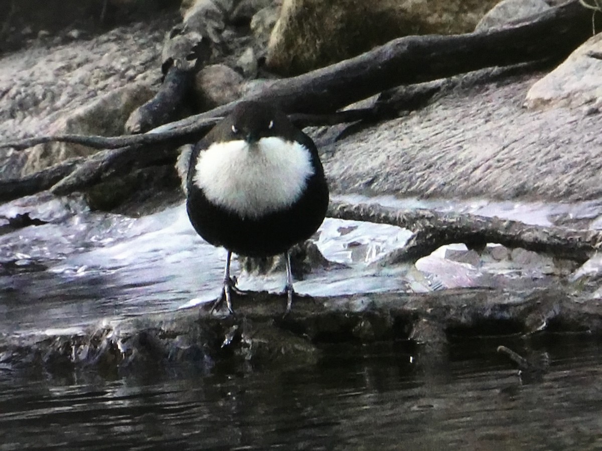 White-throated Dipper - Snehes Bhoumik