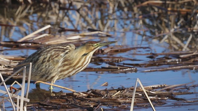 アメリカサンカノゴイ - ML534391671