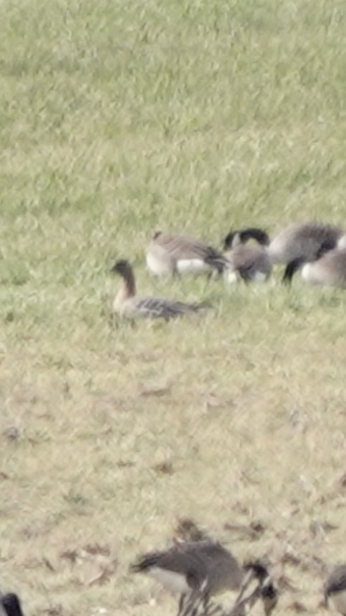 Pink-footed Goose - ML534391891