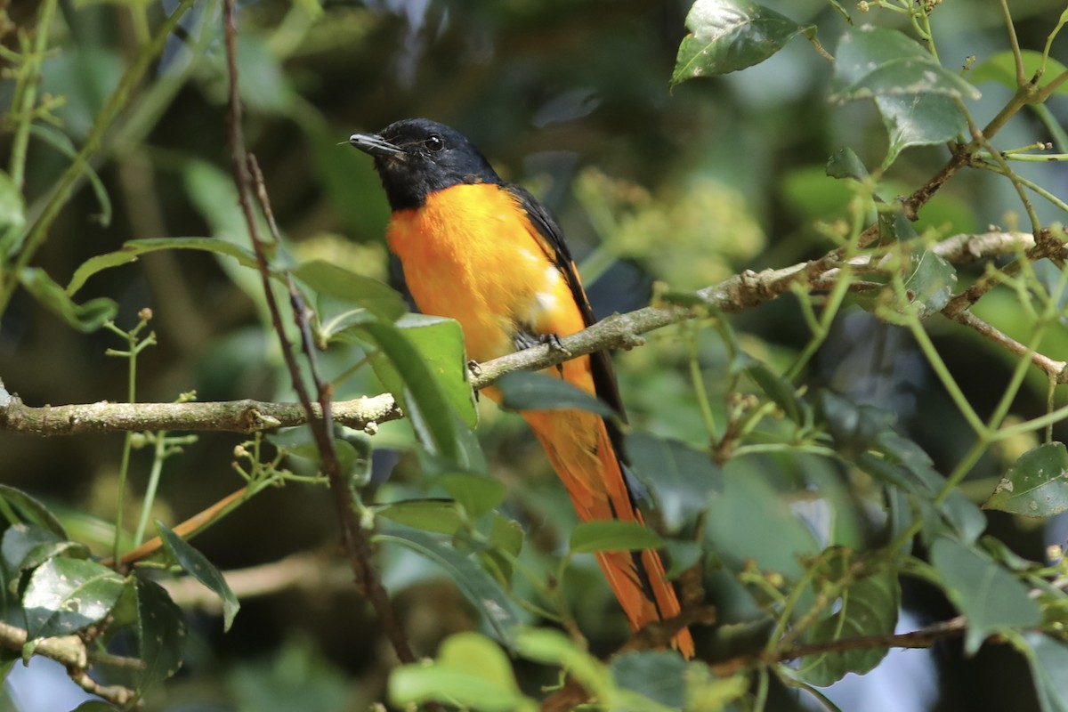 Orange Minivet - ML534391951