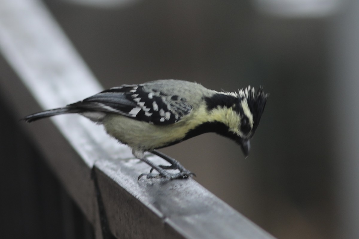 Mésange jaune - ML534392111