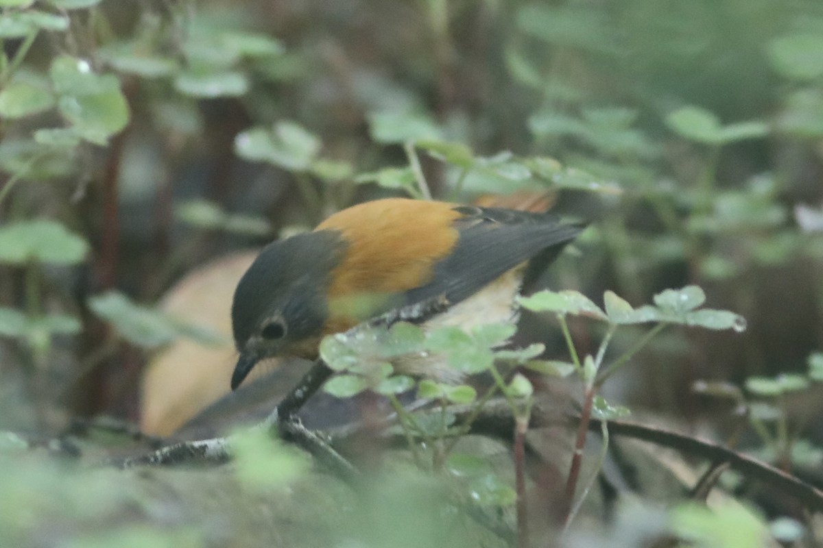 Black-and-orange Flycatcher - ML534392381