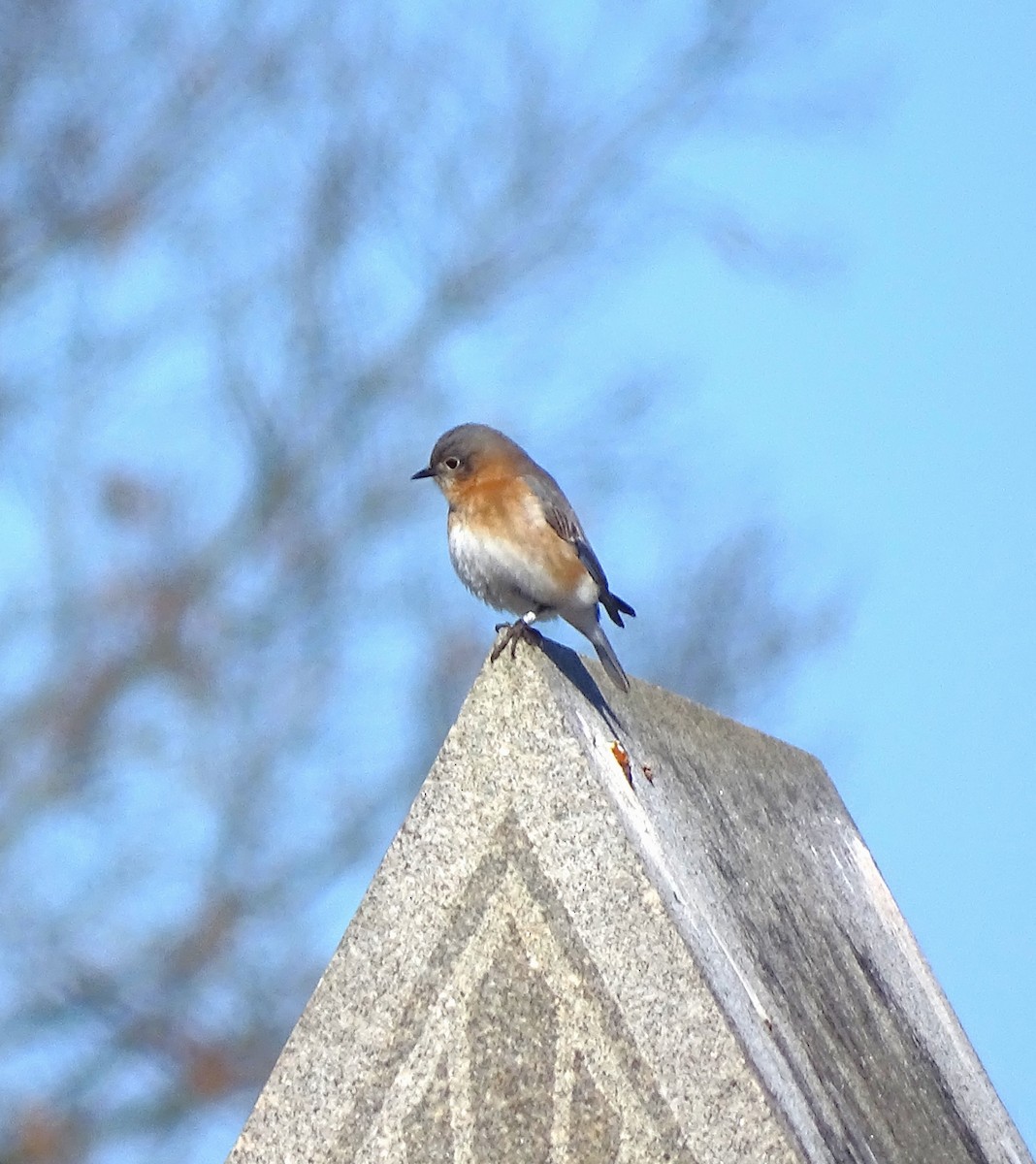 Eastern Bluebird - ML534392921