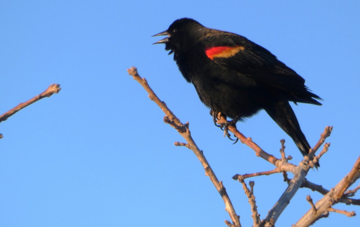 Red-winged Blackbird - Spencer Matley