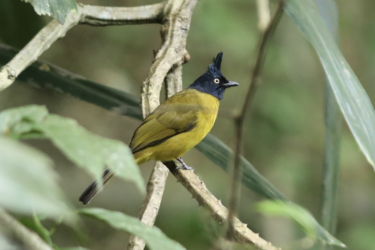 Bulbul à huppe noire - ML534394871