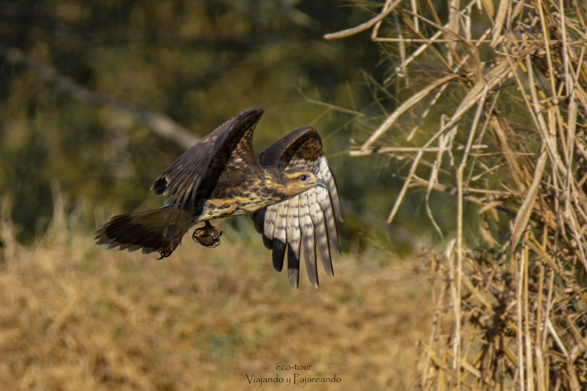 Snail Kite - Oveth Fuentes