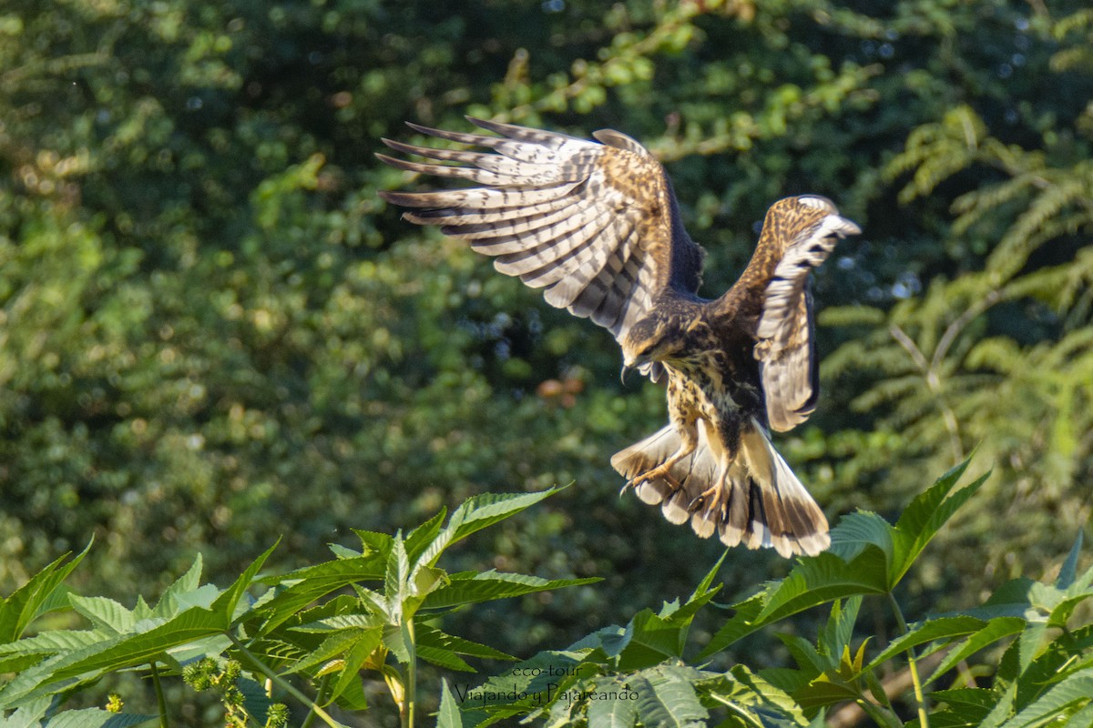 Snail Kite - Oveth Fuentes