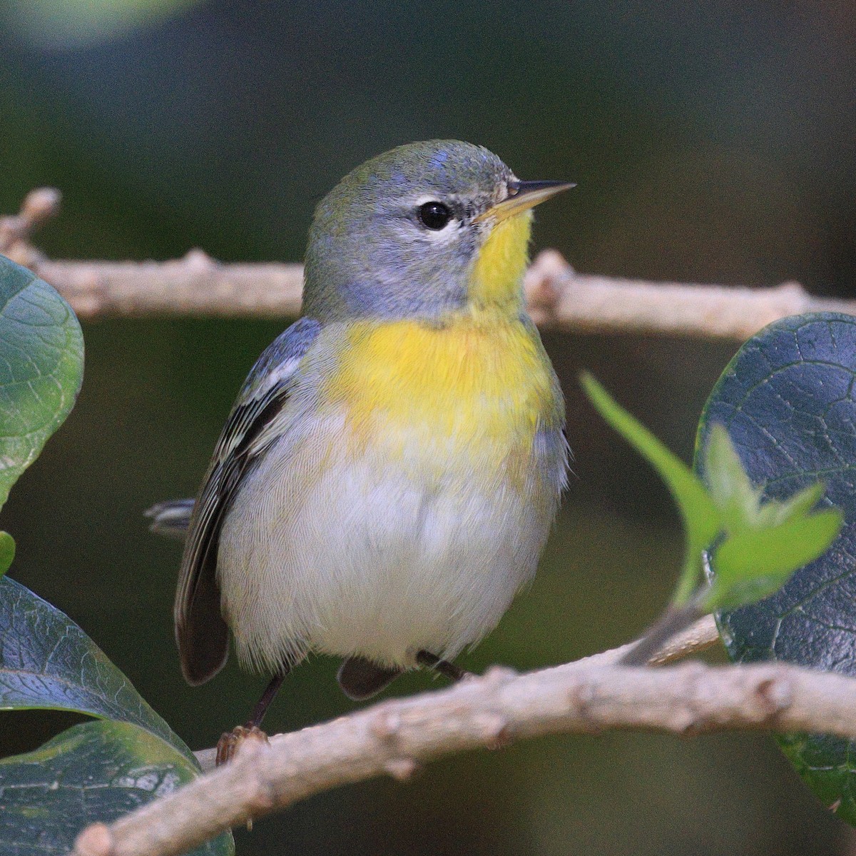 Northern Parula - Richard Brewer