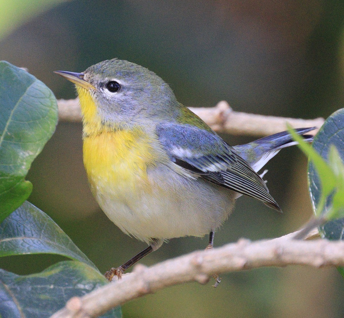 Parula Norteña - ML534396181