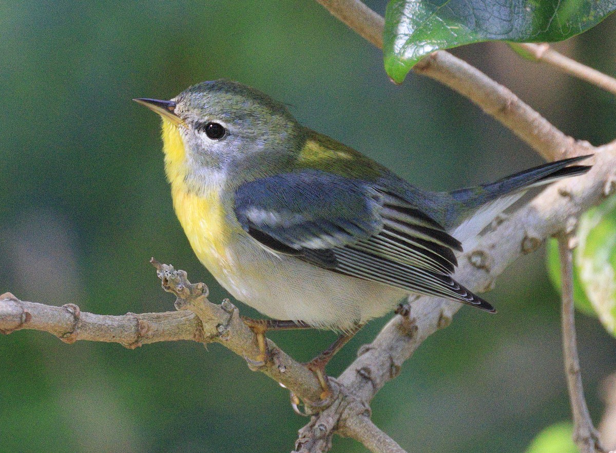 Northern Parula - Richard Brewer