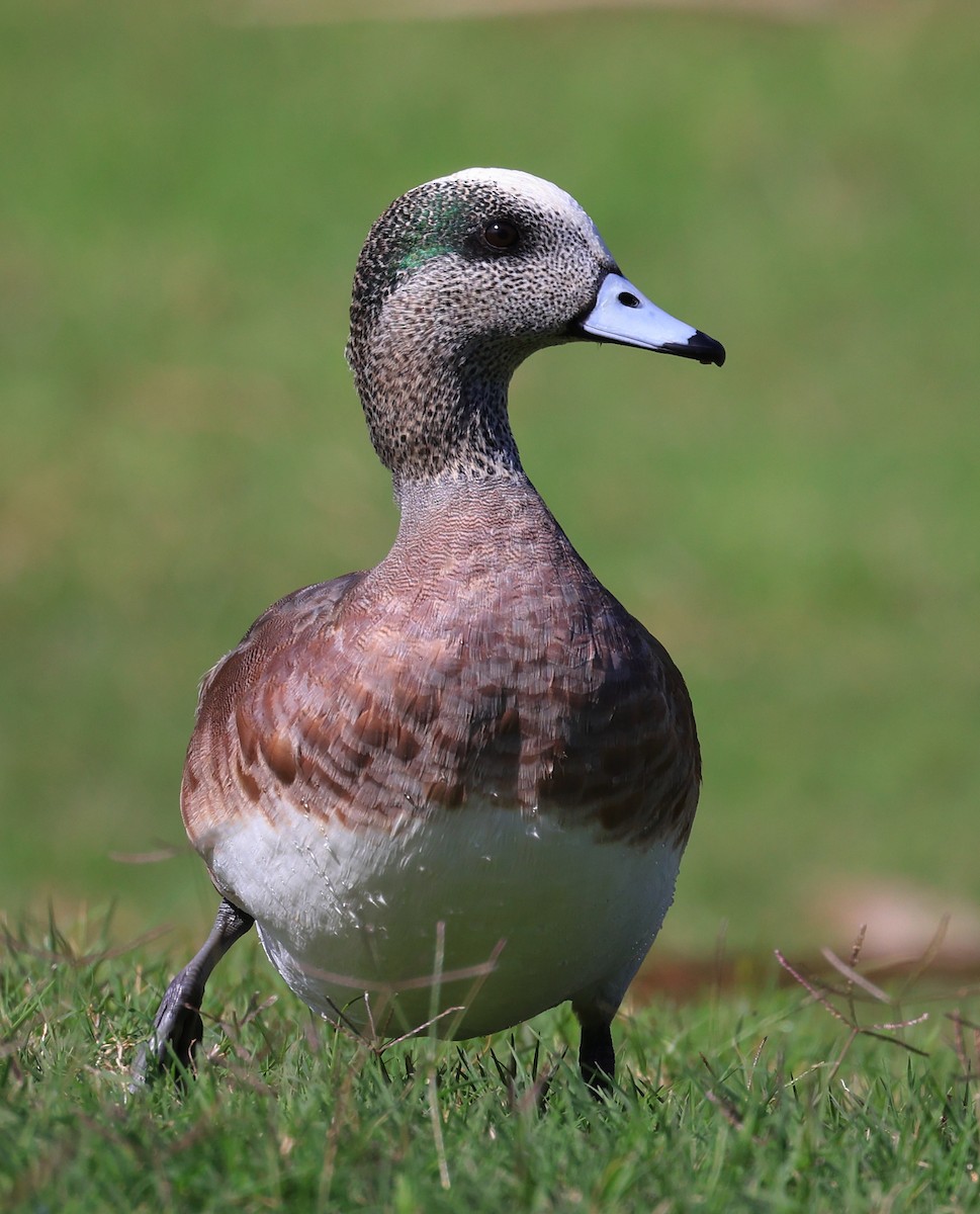 American Wigeon - ML534396591