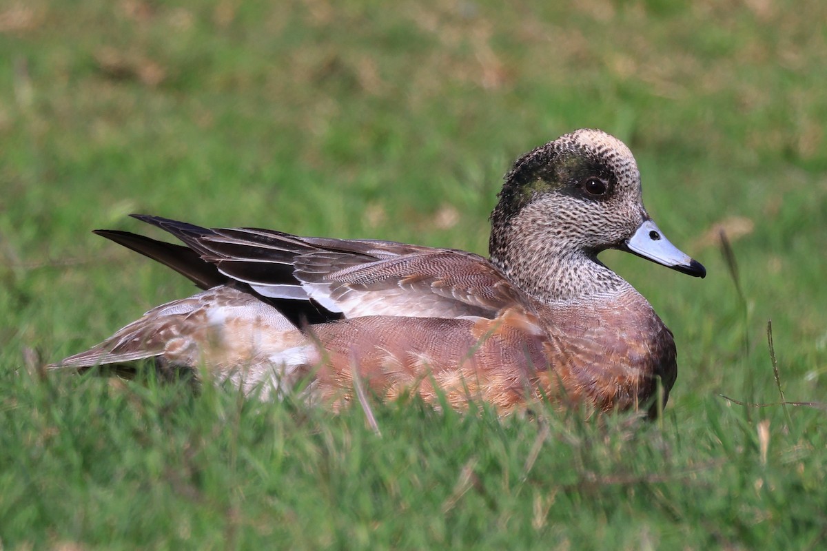 American Wigeon - ML534396601