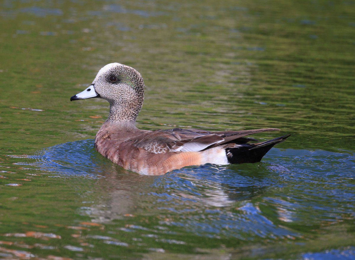 American Wigeon - ML534396621