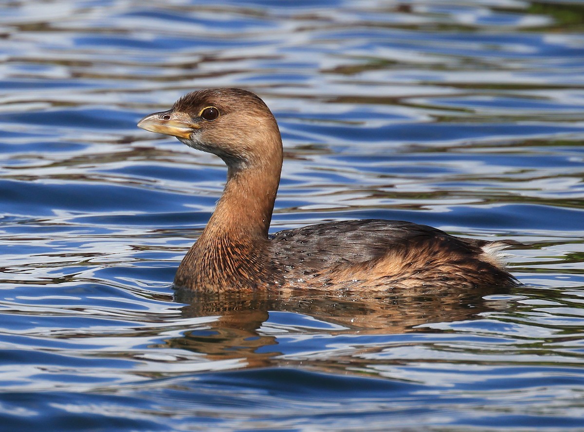 Pied-billed Grebe - Richard Brewer