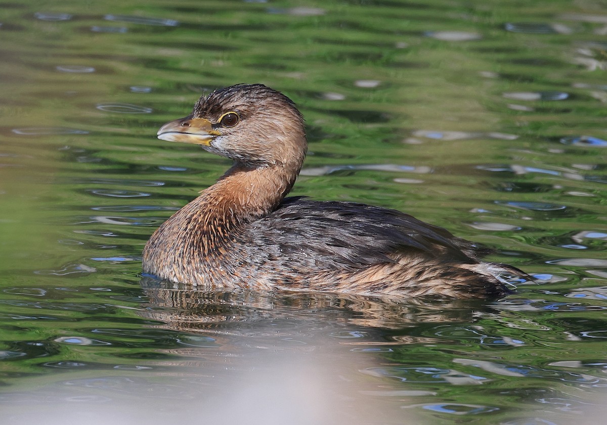 Pied-billed Grebe - ML534396851