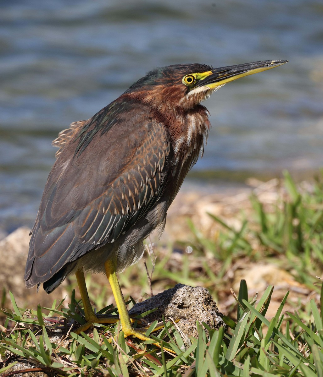 Green Heron - Richard Brewer