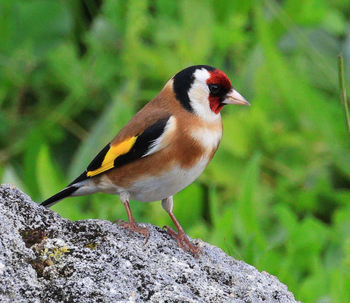 European Goldfinch - ML534397211