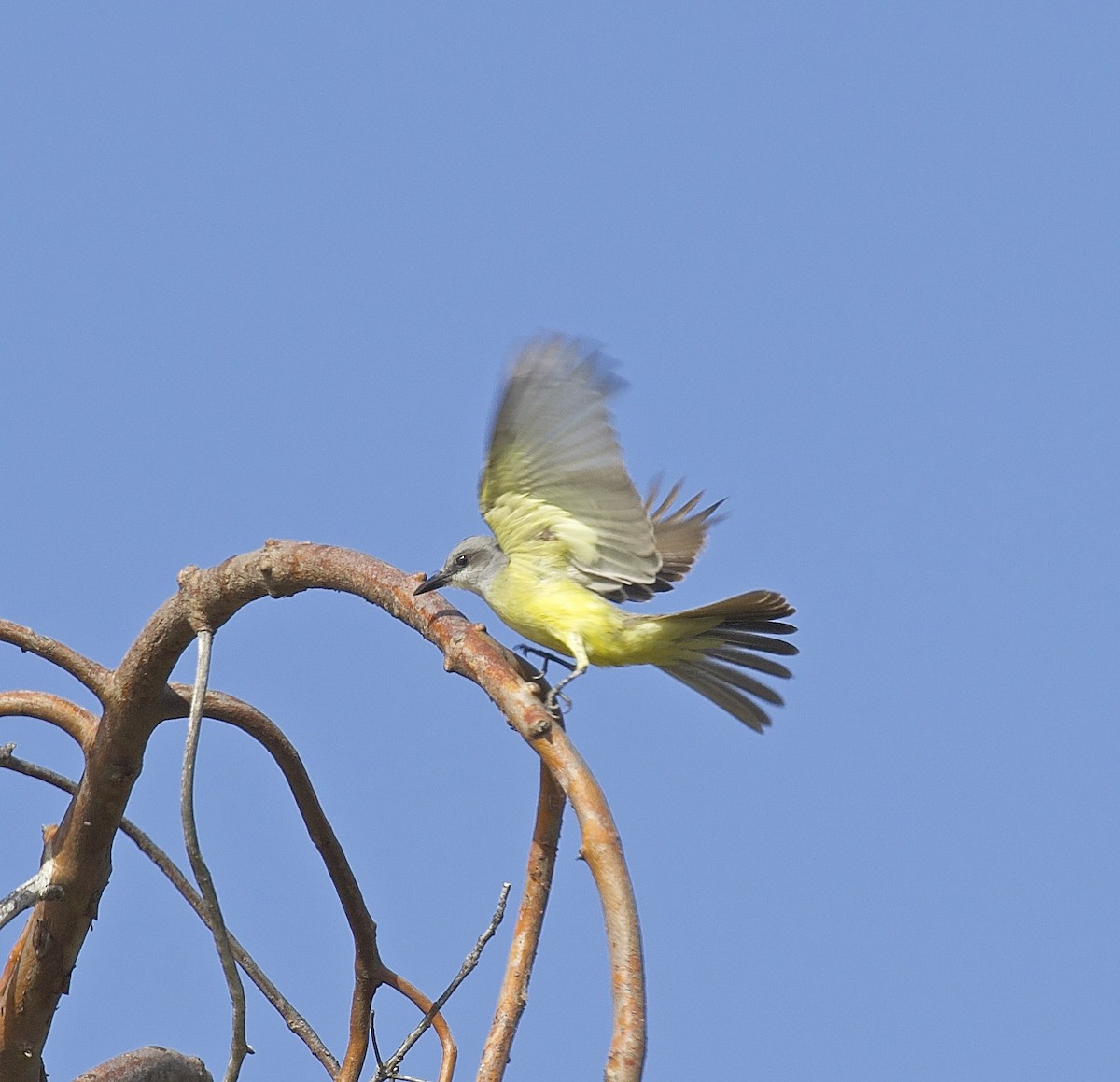 Tropical Kingbird - ML534397661