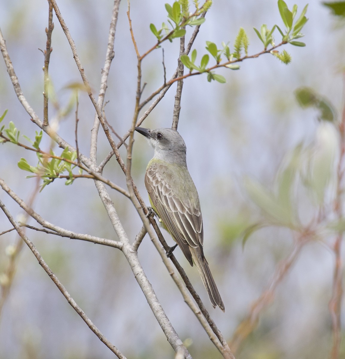 Tropical Kingbird - ML534397711