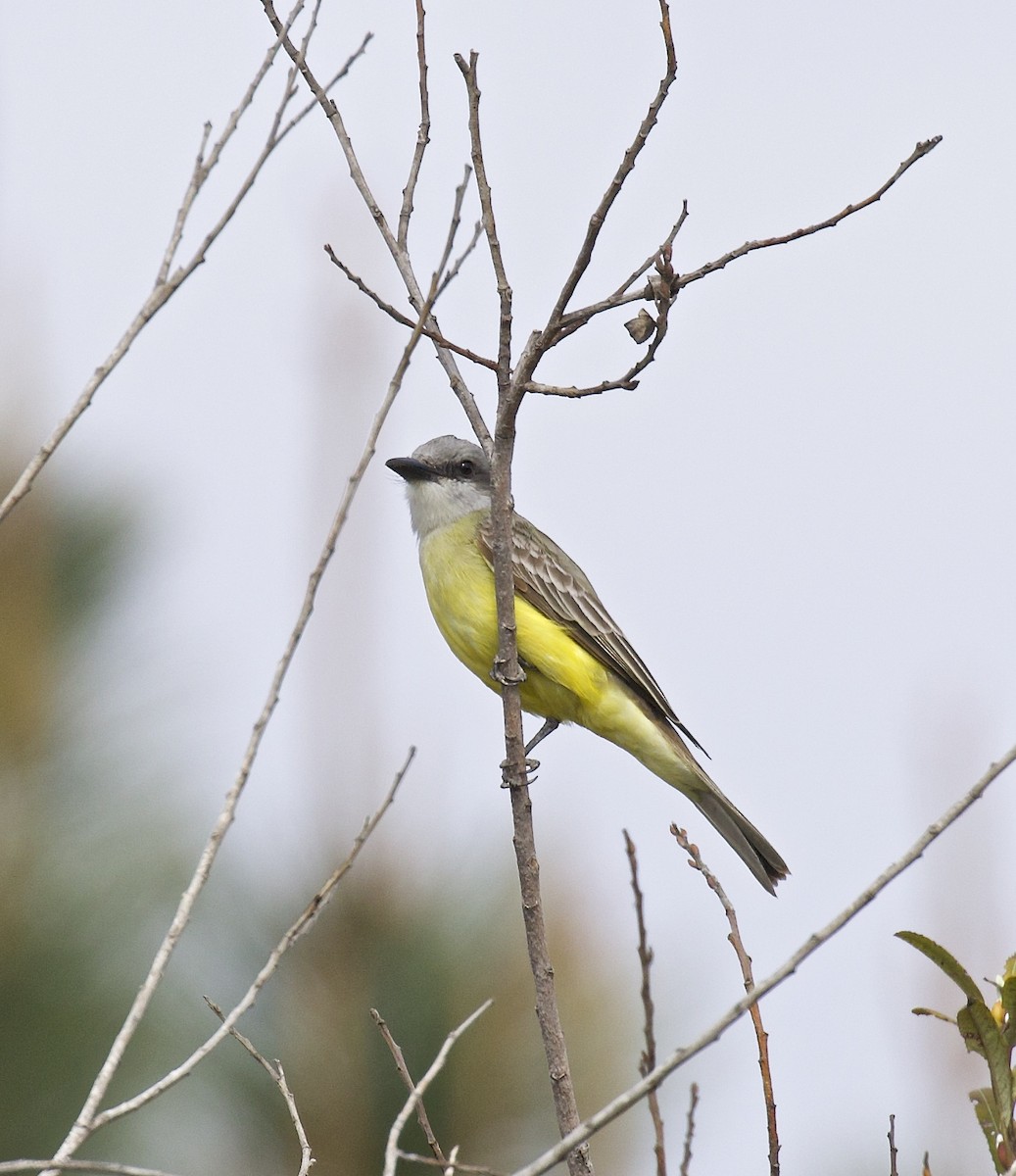 Tropical Kingbird - ML534397731