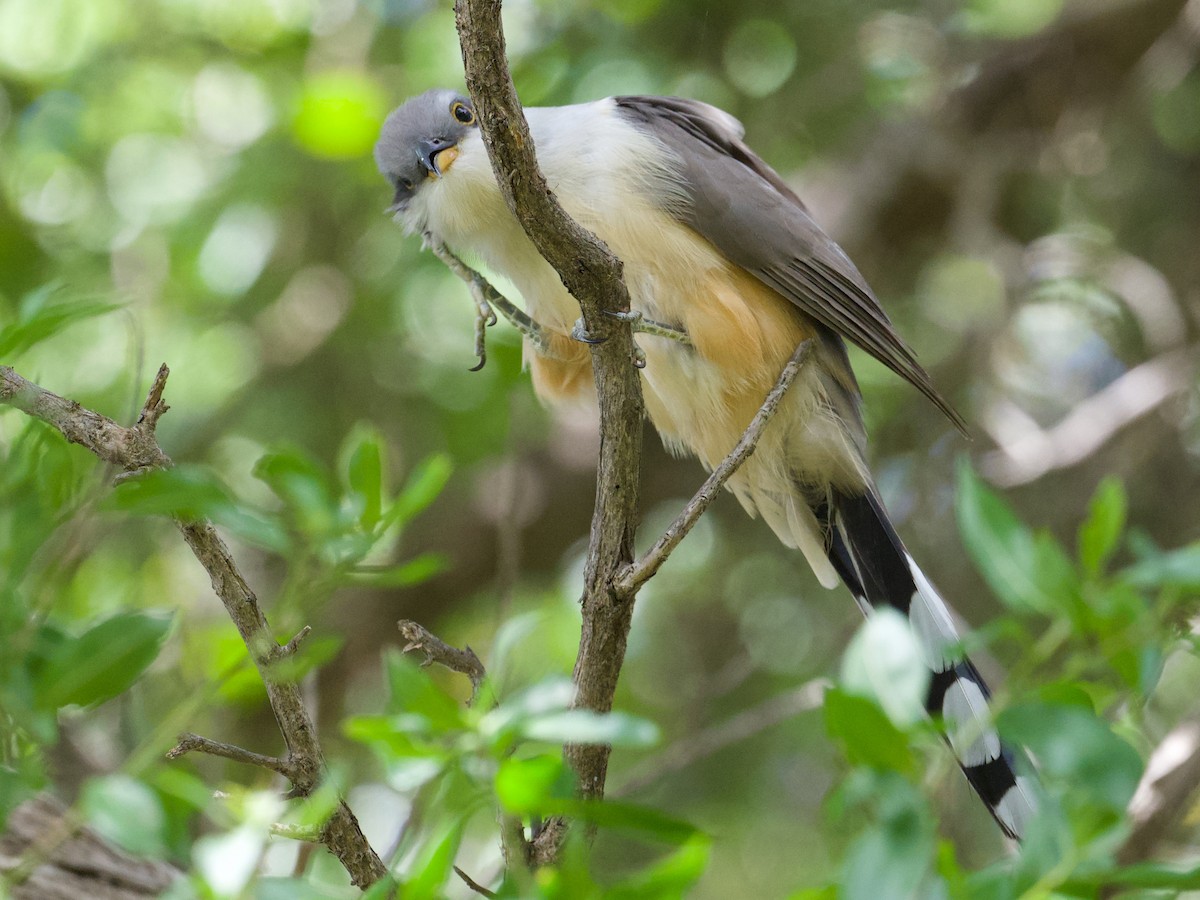 Mangrove Cuckoo - Glenda Tromp