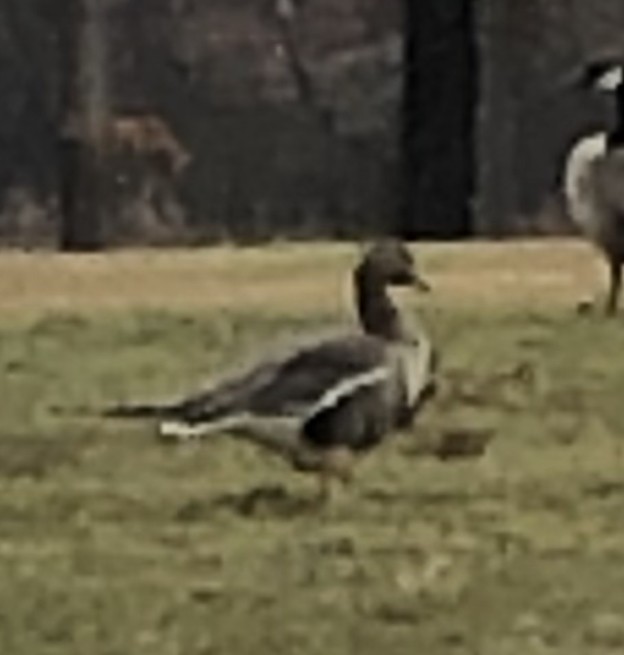 Greater White-fronted Goose - ML534399121