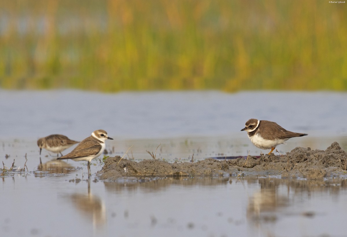 Kentish Plover - ML534400881