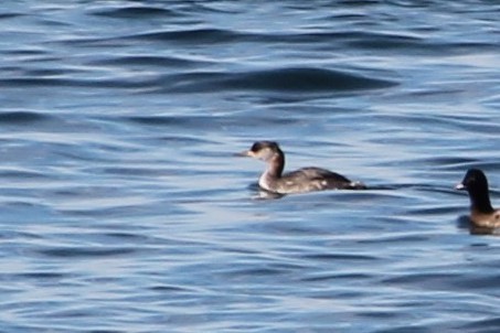 Red-necked Grebe - Martha Huestis