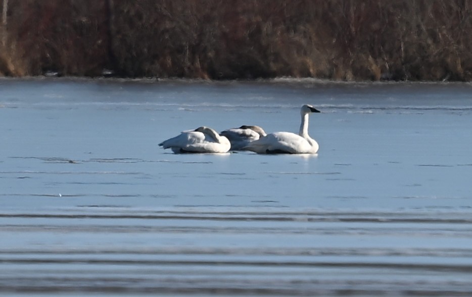 Trumpeter Swan - ML534401801