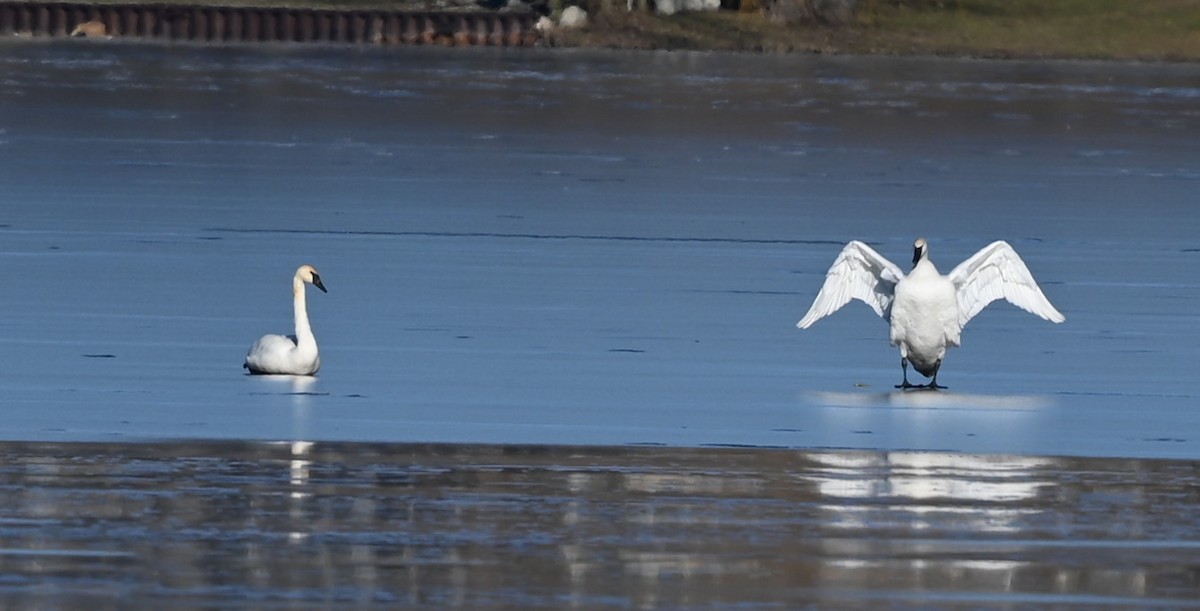 Trumpeter Swan - ML534401811