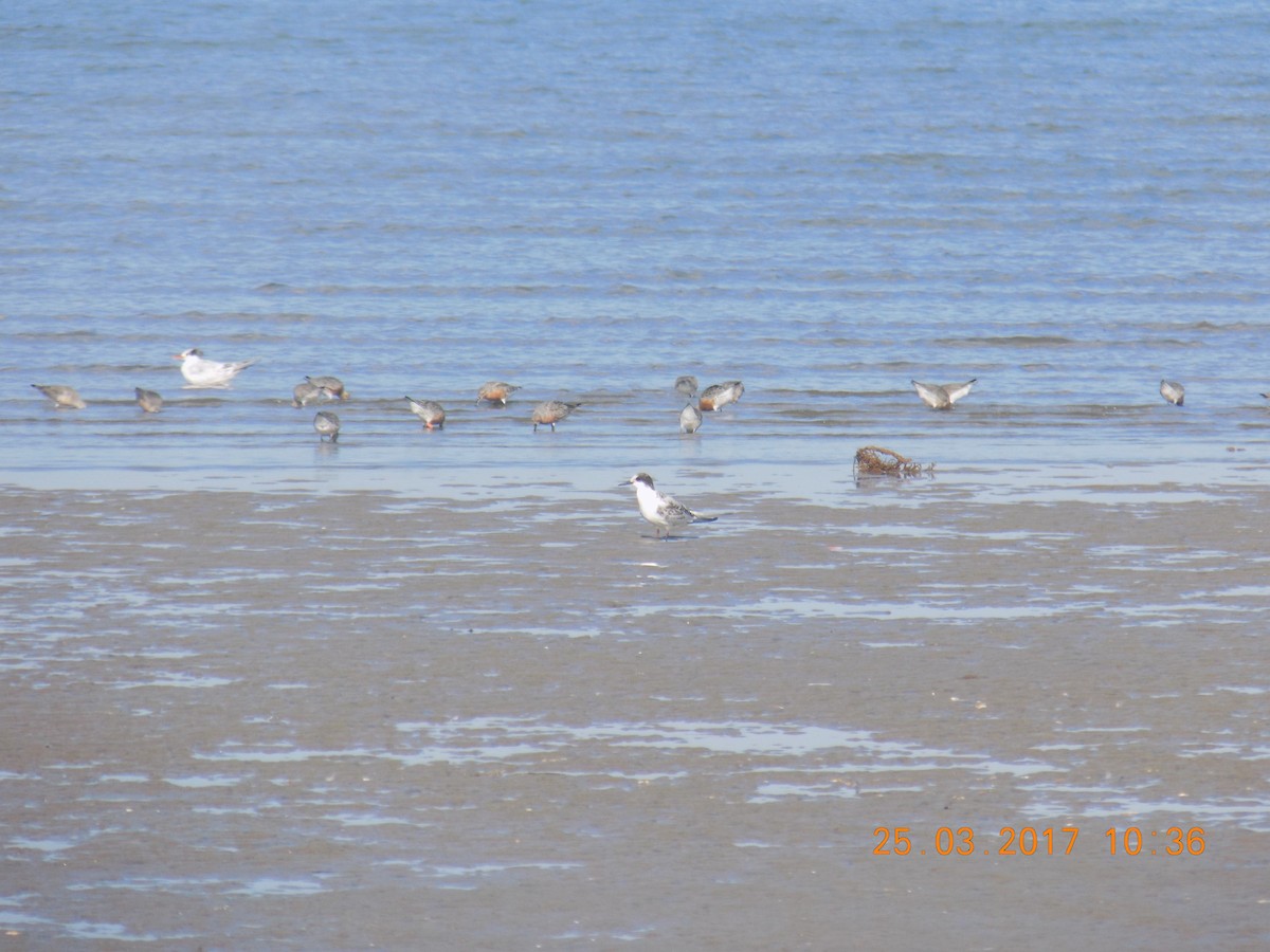 South American Tern - Pablo Andrés Fracas