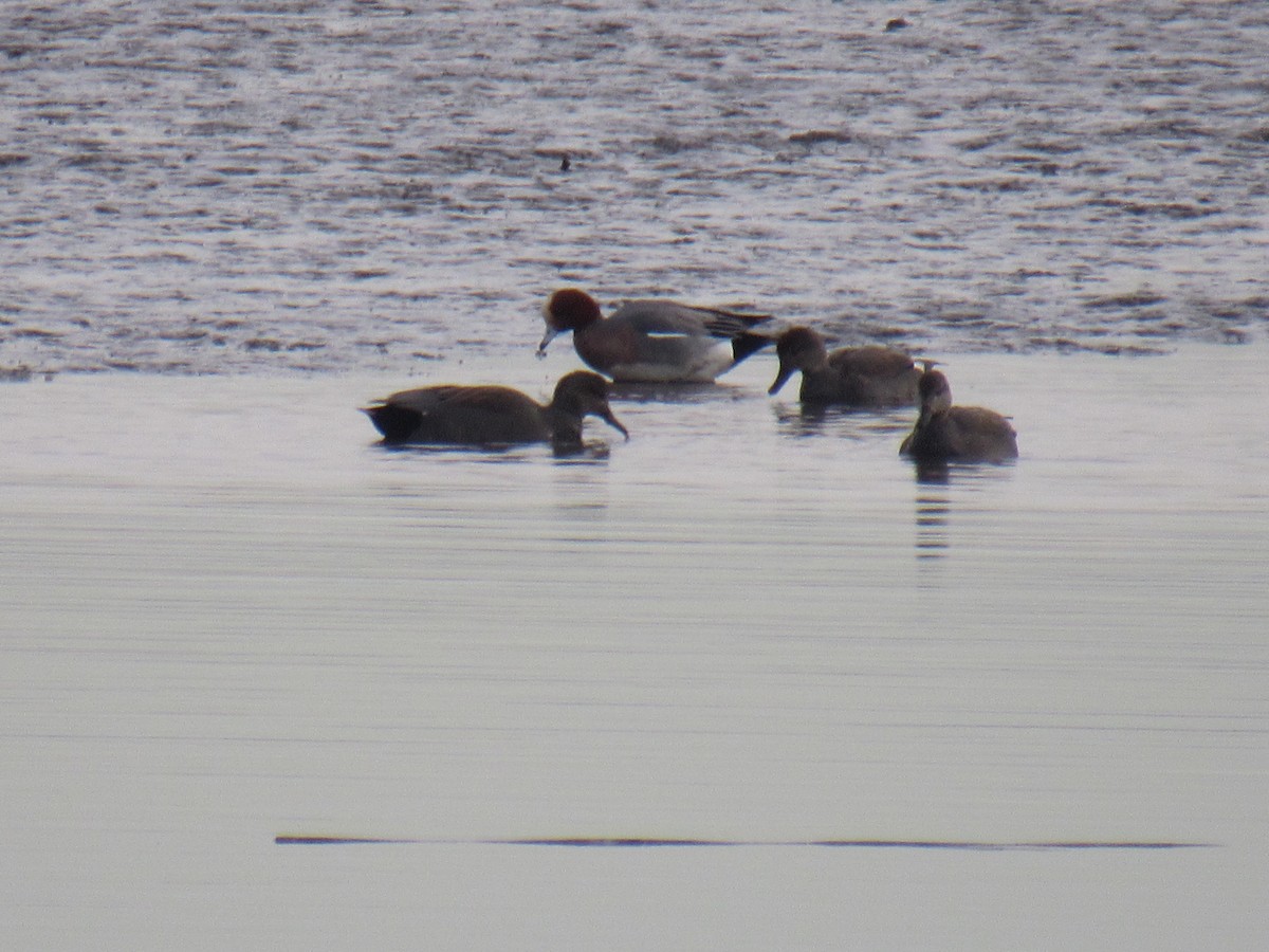 Eurasian Wigeon - John Coyle