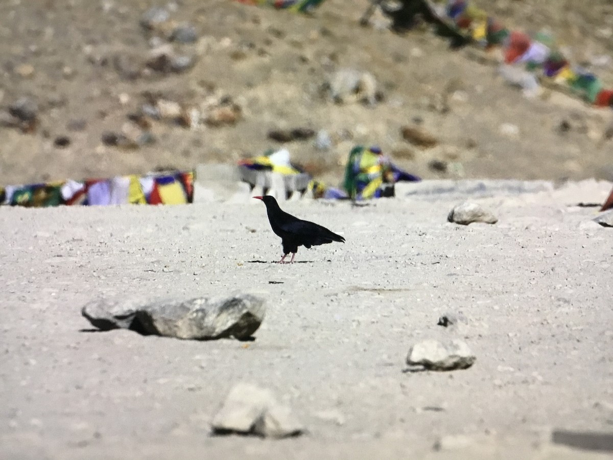 Red-billed Chough - ML534402841