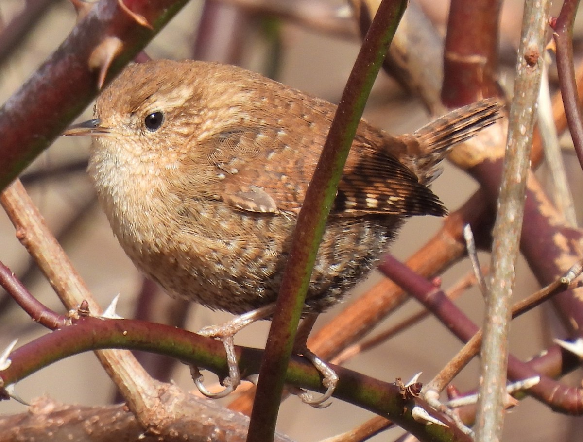 Winter Wren - ML534402881