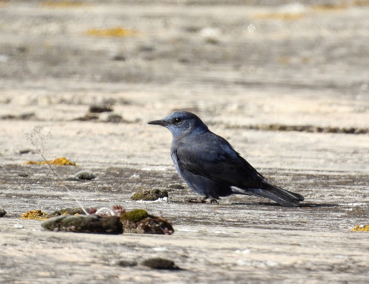 Blue Rock-Thrush - ML534403101