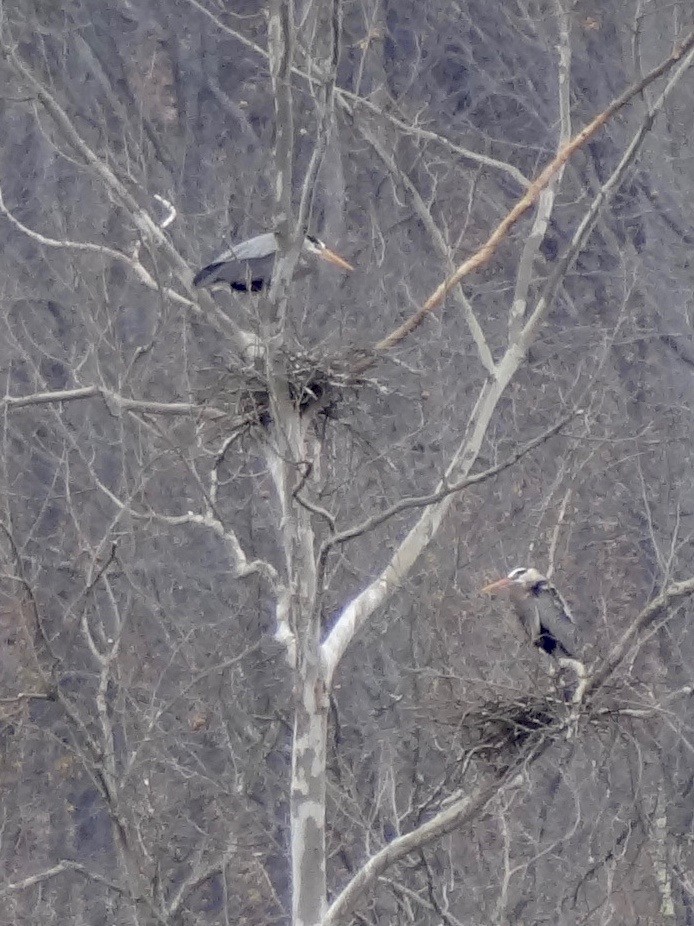 Great Blue Heron - Jeffrey Roth