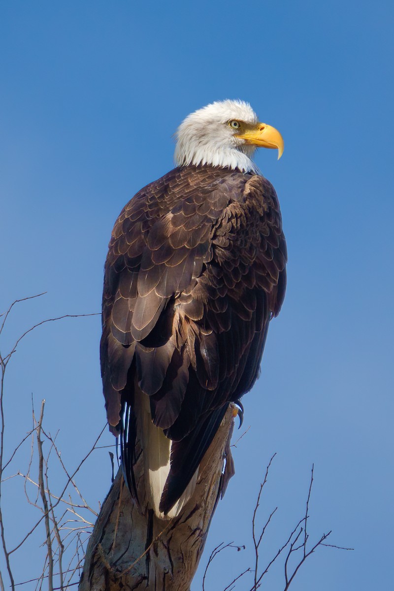 Bald Eagle - Leslie Morgan