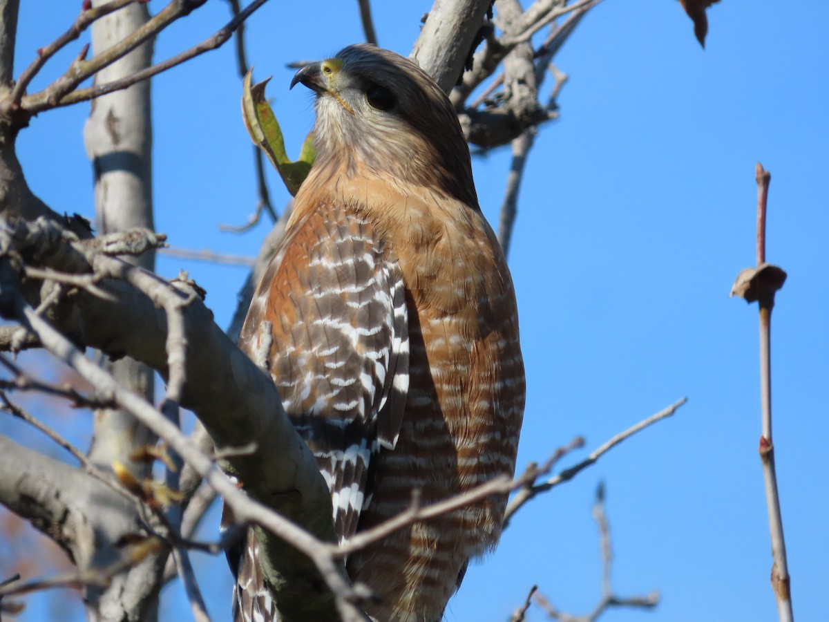 Red-shouldered Hawk - ML534404691