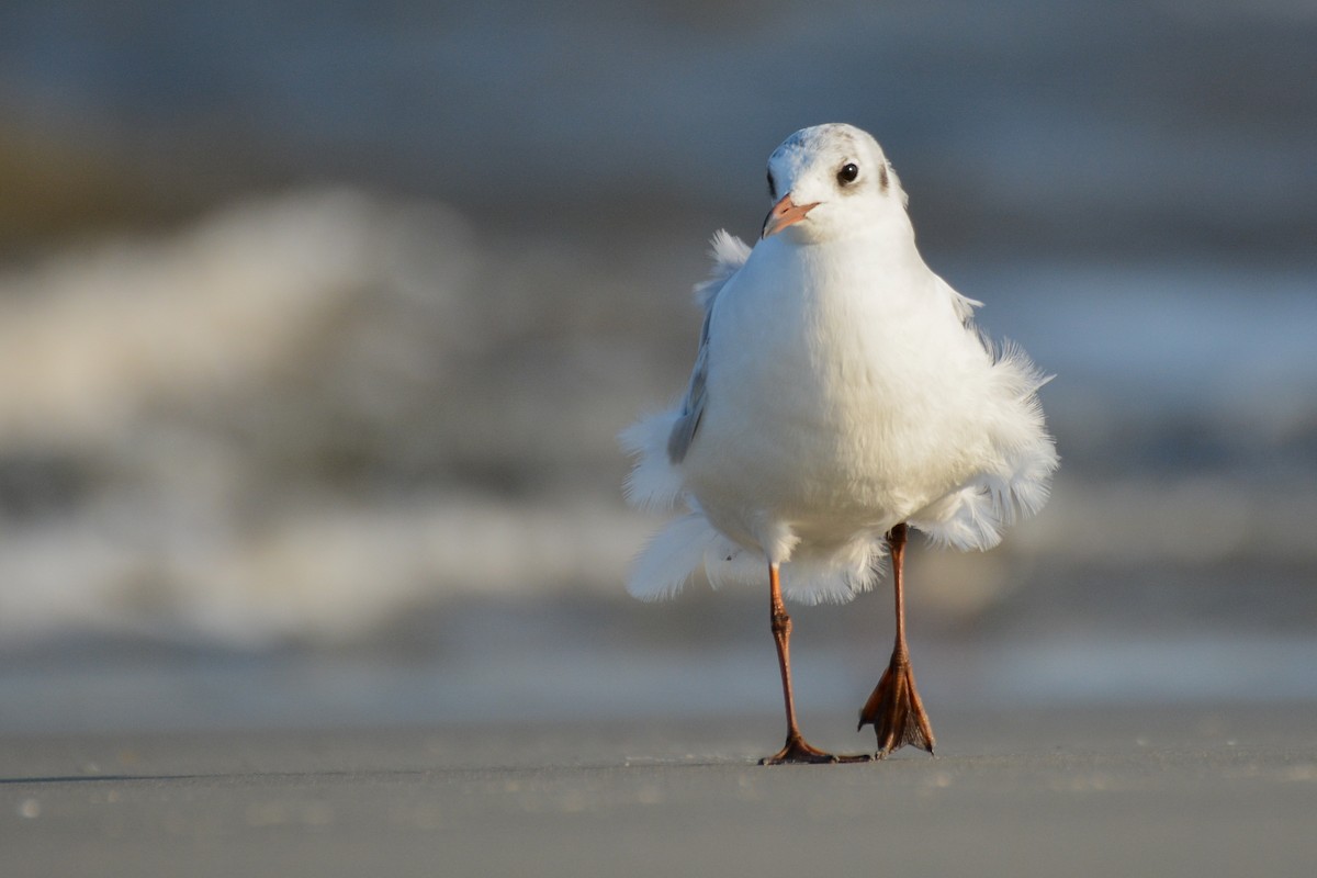 Black-headed Gull - ML53440521